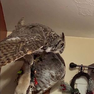 Meet your Posher, Tuff